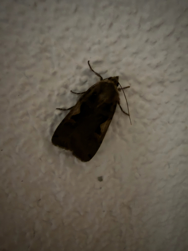 Setaceous Hebrew Character