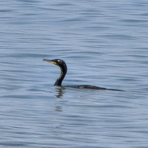 European Shag