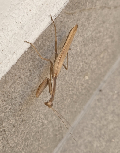 Mediterranean Mantis