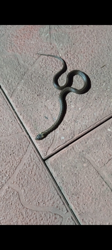 Aesculapian Snake
