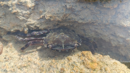 Marbled Crab
