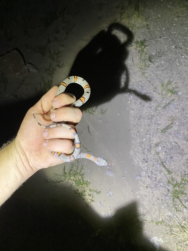 Gray-banded Kingsnake