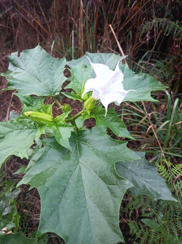 jimsonweed