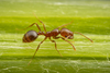 Solenopsis Fire Ants and Thief Ants - Photo (c) Clarence Holmes, all rights reserved, uploaded by Clarence Holmes