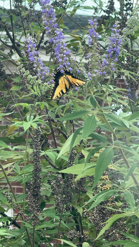 Eastern Tiger Swallowtail