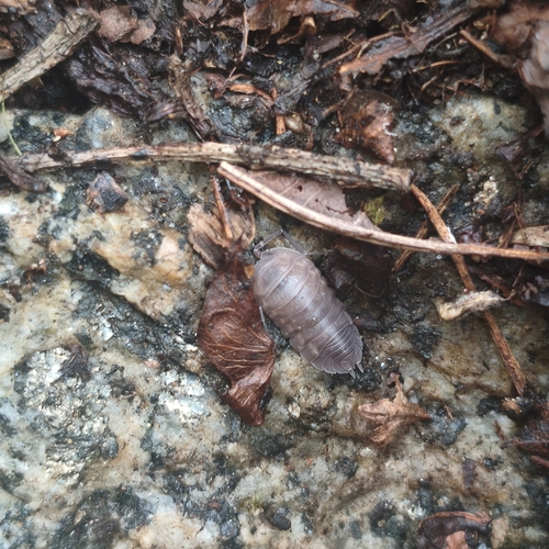 Parcylisticus dentifrons