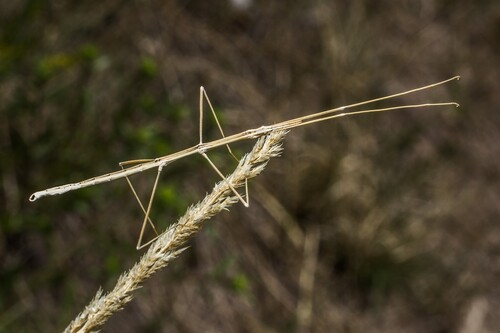 Colorado Short-horn Walkingstick