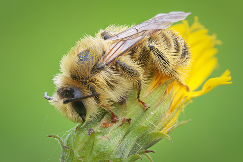Common Pantaloon Bee