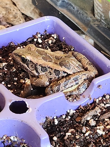 Pickerel Frog