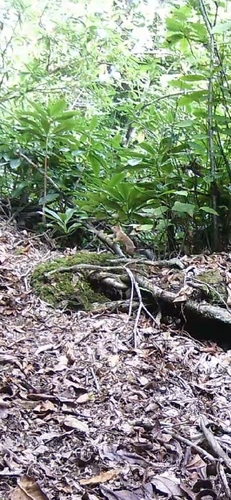 Eurasian Red Squirrel
