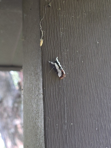 Pearly Wood-nymph