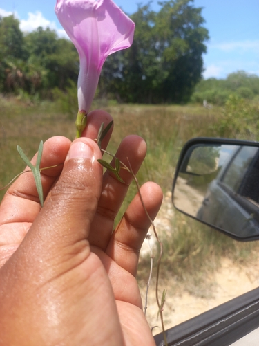 Saltmarsh Morning-glory