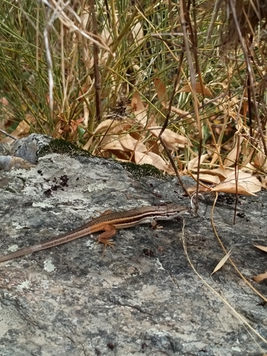 Large Psammodromus