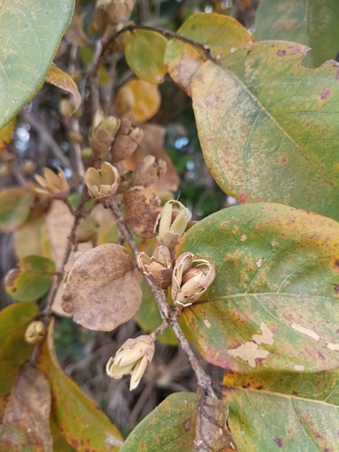 Callisthene fasciculata