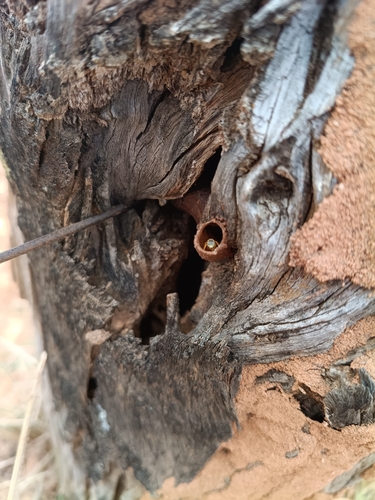Narrow Stingless Bee