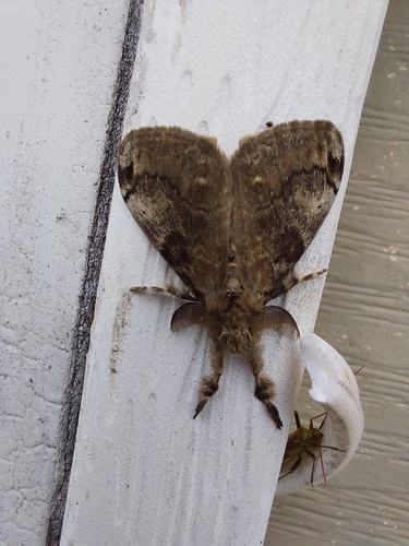 White-marked Tussock Moth