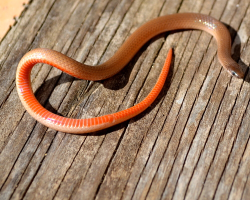 Flat-headed Snake