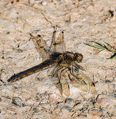 Common Darter