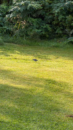 White Wagtail