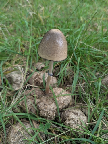 Shiny Mottlegill