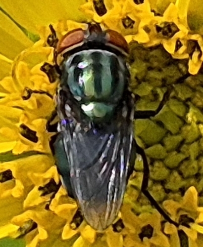 Secondary Screwworm Fly