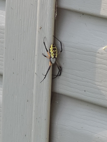 Yellow Garden Spider