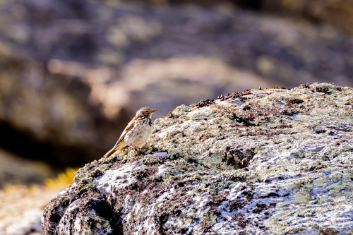 Meadow Pipit