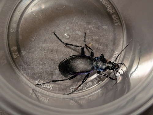 Violet ground beetle