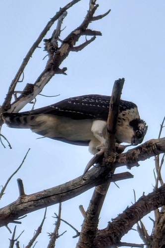 Osprey