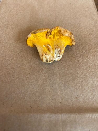 Rainbow Chanterelle