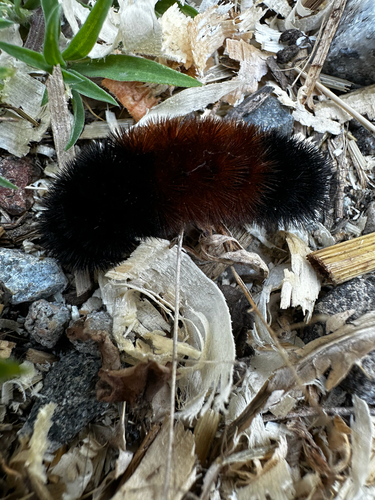 Isabella Tiger Moth