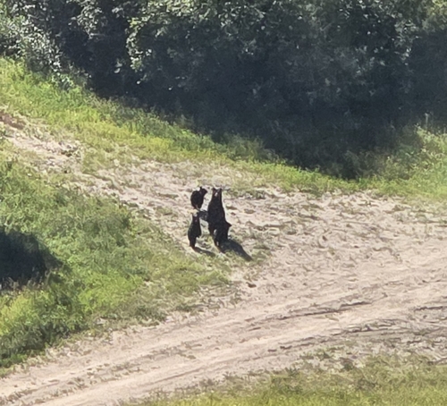Black Bear sighting near Peace River