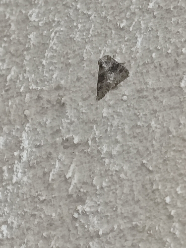 Broad-barred White
