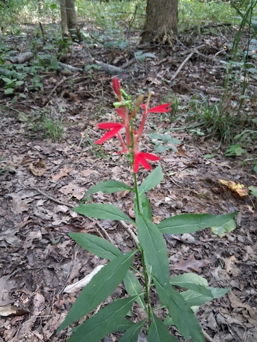 cardinal flower