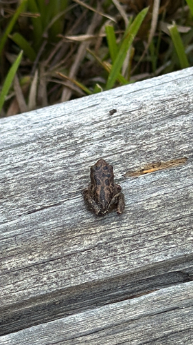 iNaturalist observation photo of Pacific chorus frog