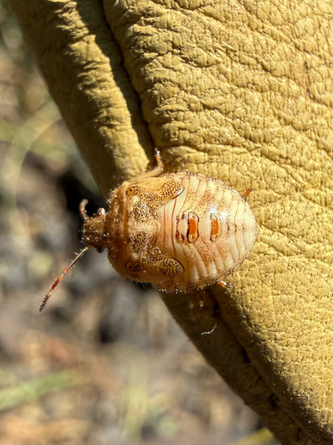 iNaturalist observation photo of Red-shouldered Stink Bug