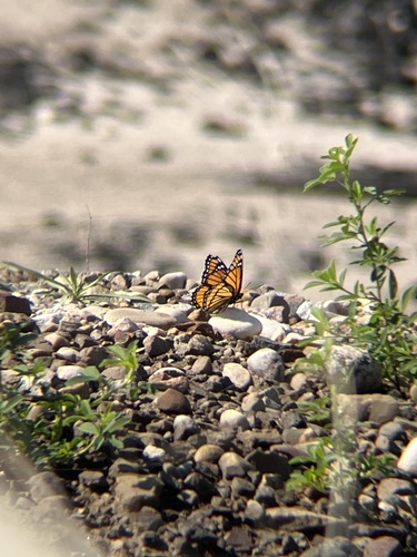 Viceroy
