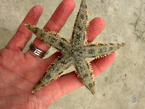 Indo-Pacific Sand Star