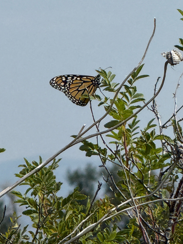 Monarch