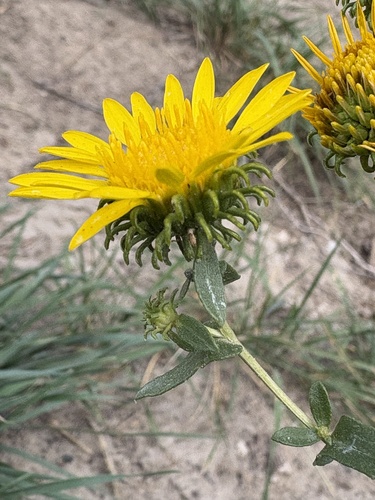 Curlycup Gumweed