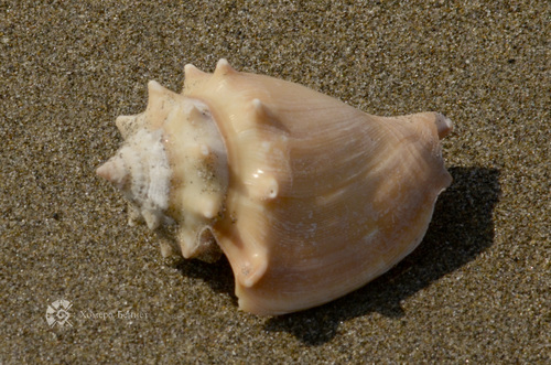 Fighting Conch