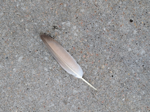Feral Pigeon