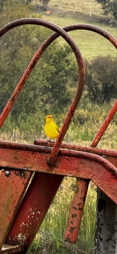 Saffron Finch
