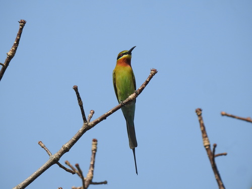 Blue-tailed Bee-eater