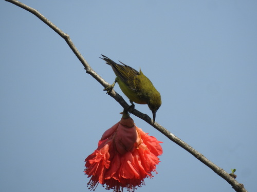 Brown-throated Sunbird
