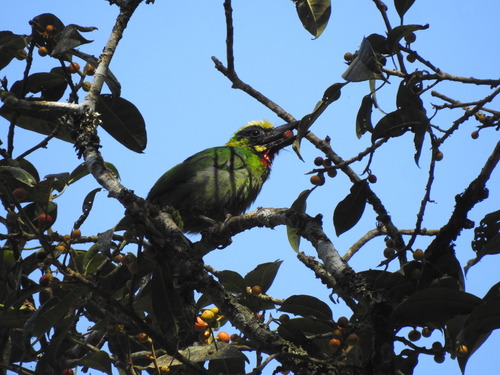 Black-banded Barbet