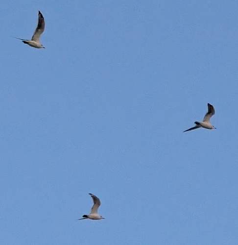 Franklin's Gull