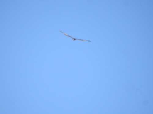 Spotted Kestrel