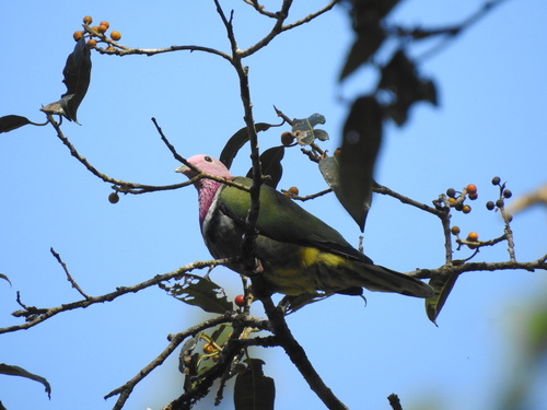 Pink-headed Fruit Dove
