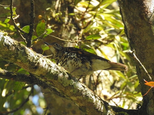 Scaly Thrush